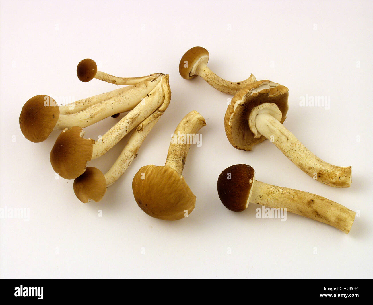 Black poplar mushroom Agrocybe aegerita Stock Photo Alamy