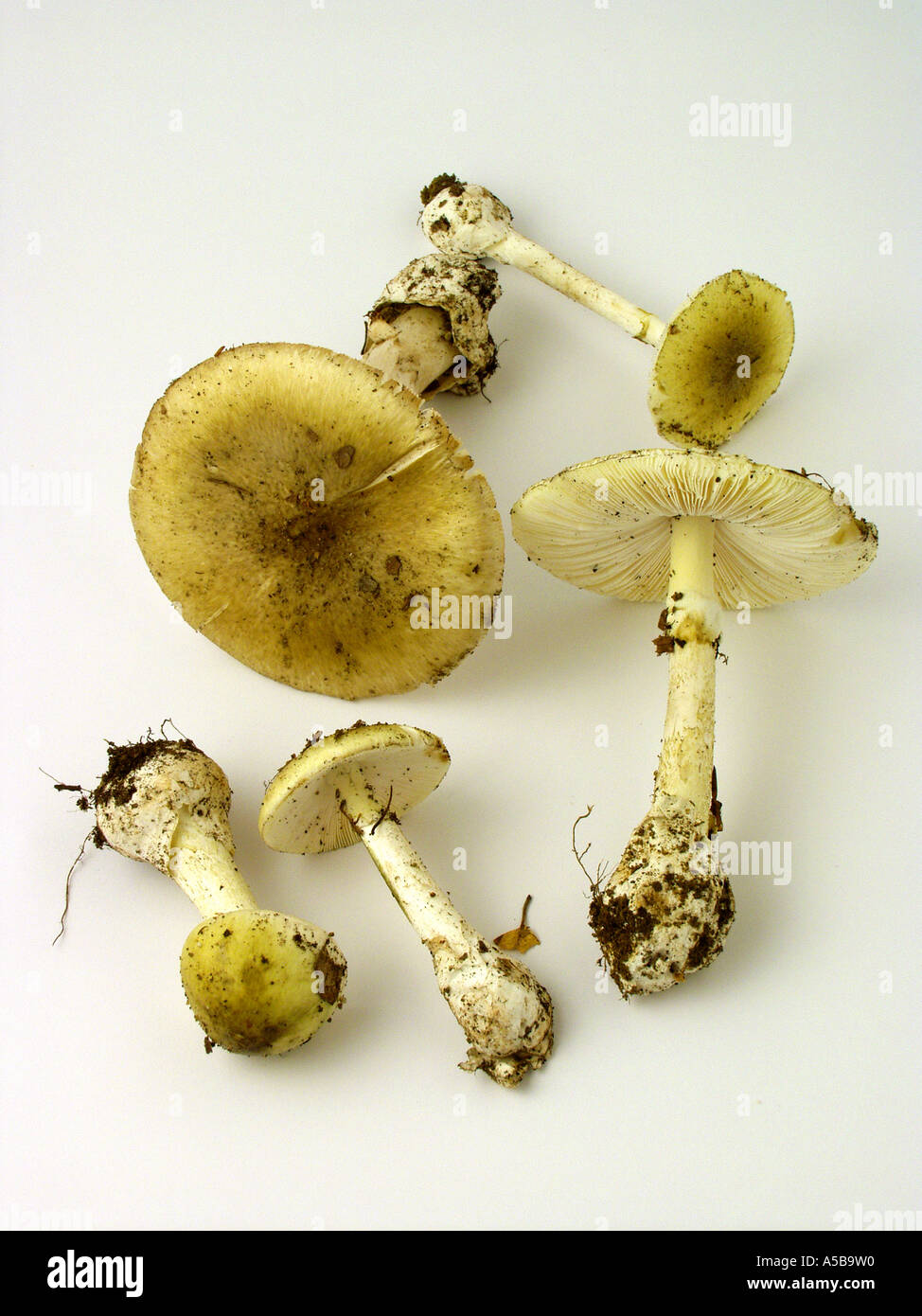 Death cap Amanita phalloides Stock Photo