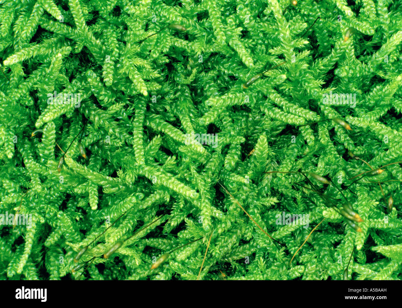 Bright green Sphagnum moss, Kent, England, UK. Stock Photo