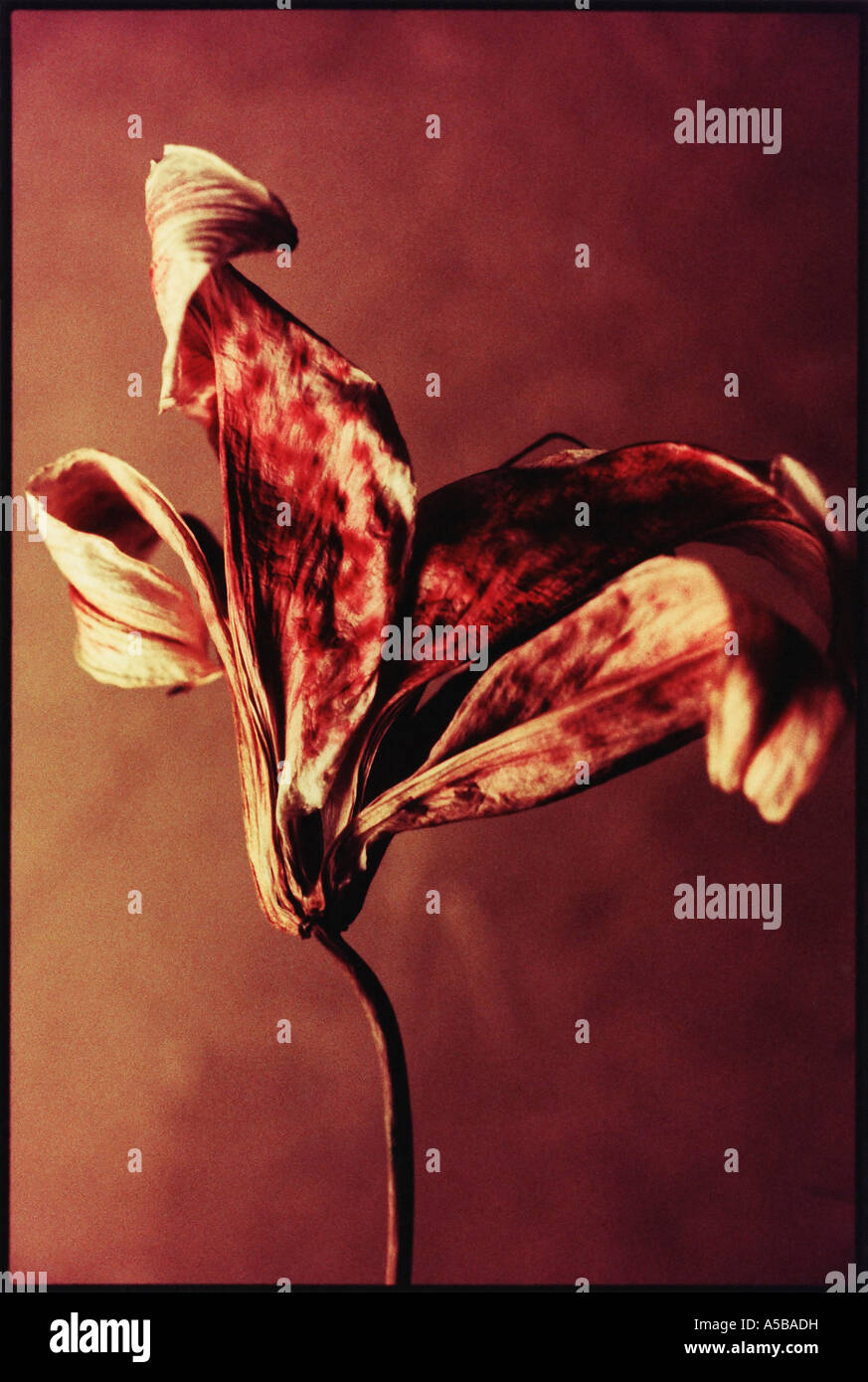 Dried dead flower Stock Photo Alamy