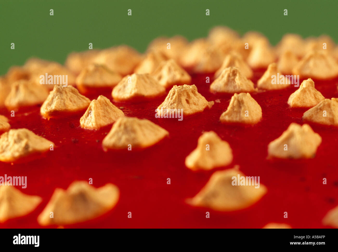 Highly magnified view of the warts on top of a Fly Agaric toadstool Amanita muscaria. Stock Photo