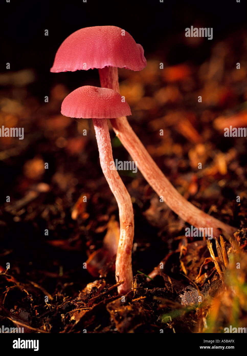 Common Deceiver, Laccaria laccata fungi, Kent England UK Stock Photo