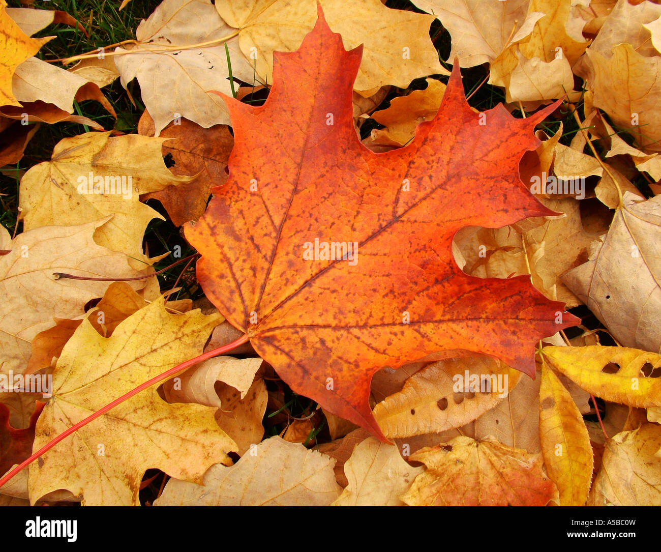 Dried maple yellow leaf hi-res stock photography and images - Alamy