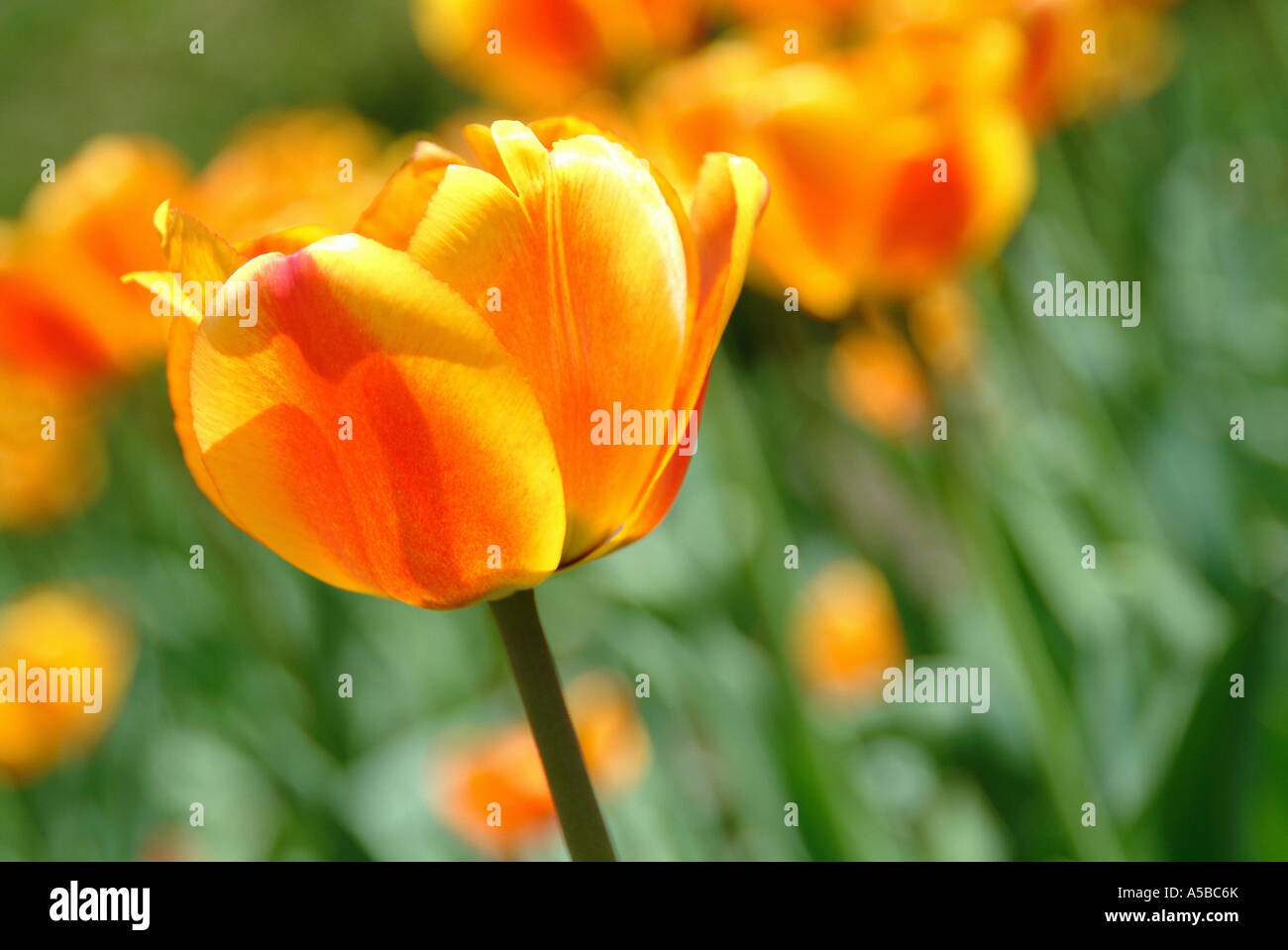 Field of Tulips Stock Photo - Alamy