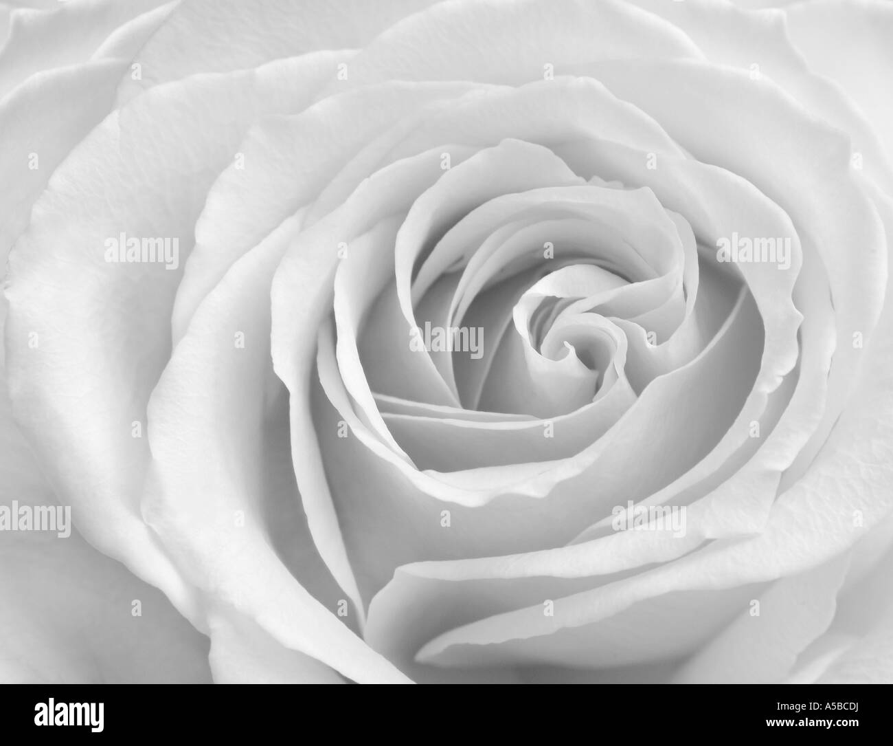 B&W close-up of layered rose petals. Stock Photo