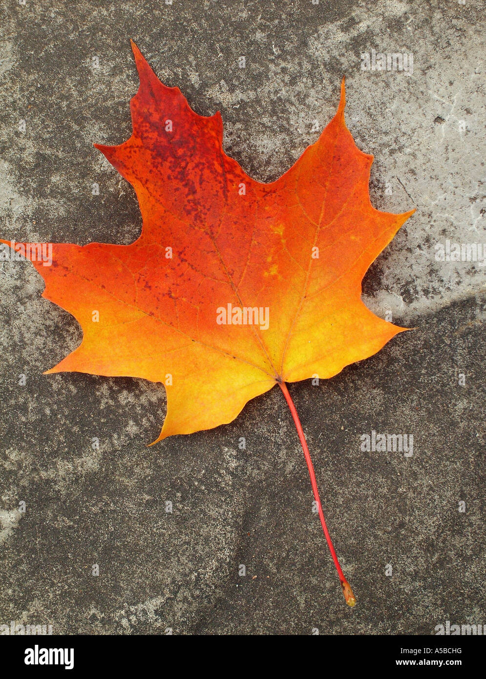 Iconic maple leaf hi-res stock photography and images - Alamy