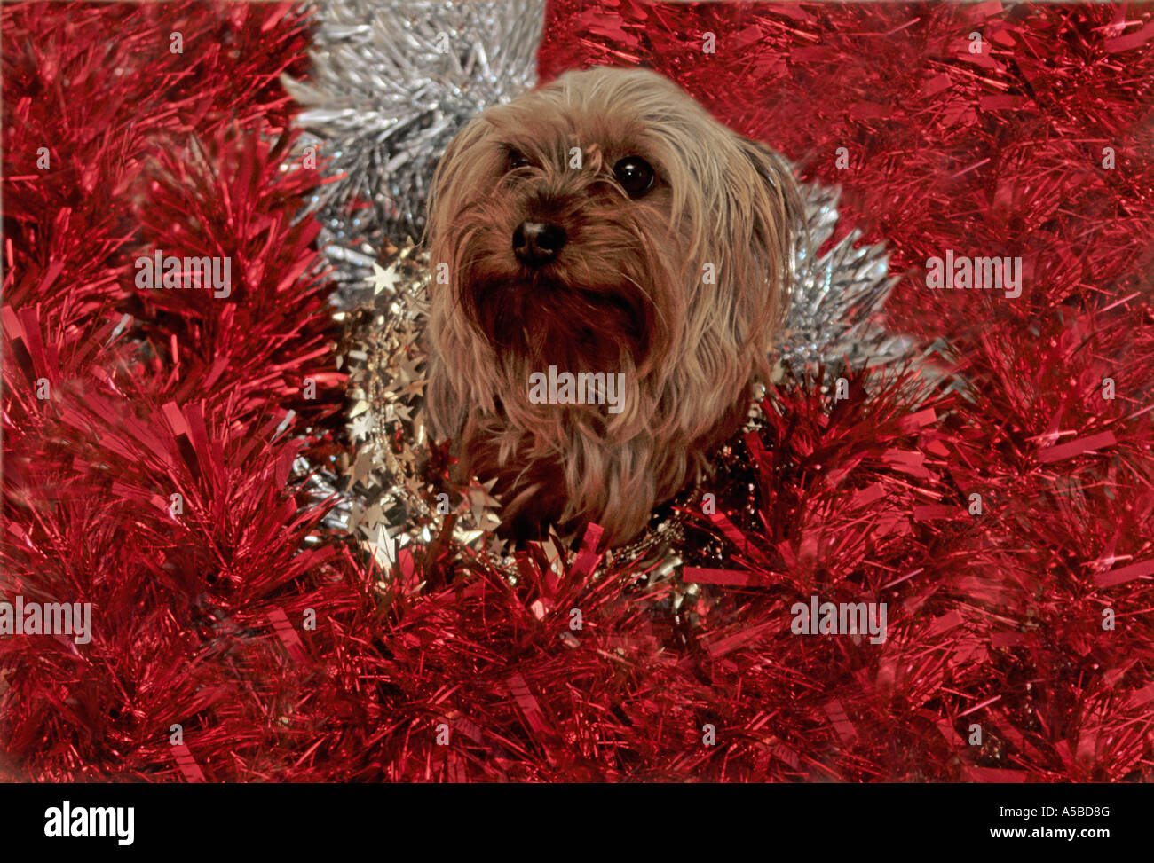 Yorkshire terrier dog at Christmas surrounded in tinsel looking very cute Stock Photo