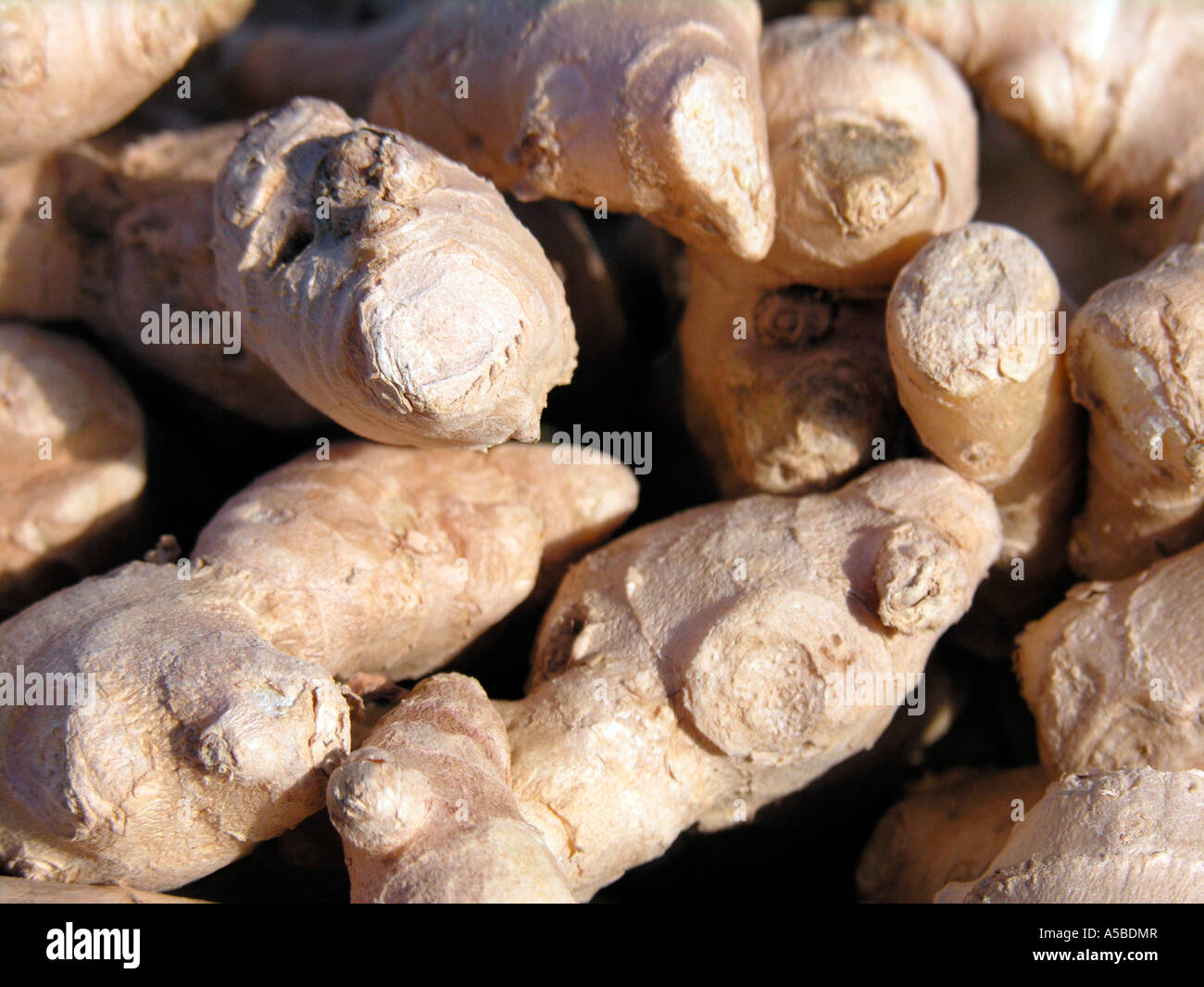 ginger root used as a digestion aid preventing nausea associated with