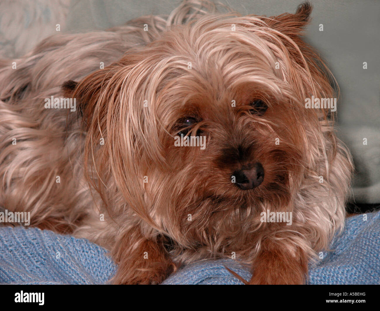 Yorkshire Terrier dog looking cute Stock Photo