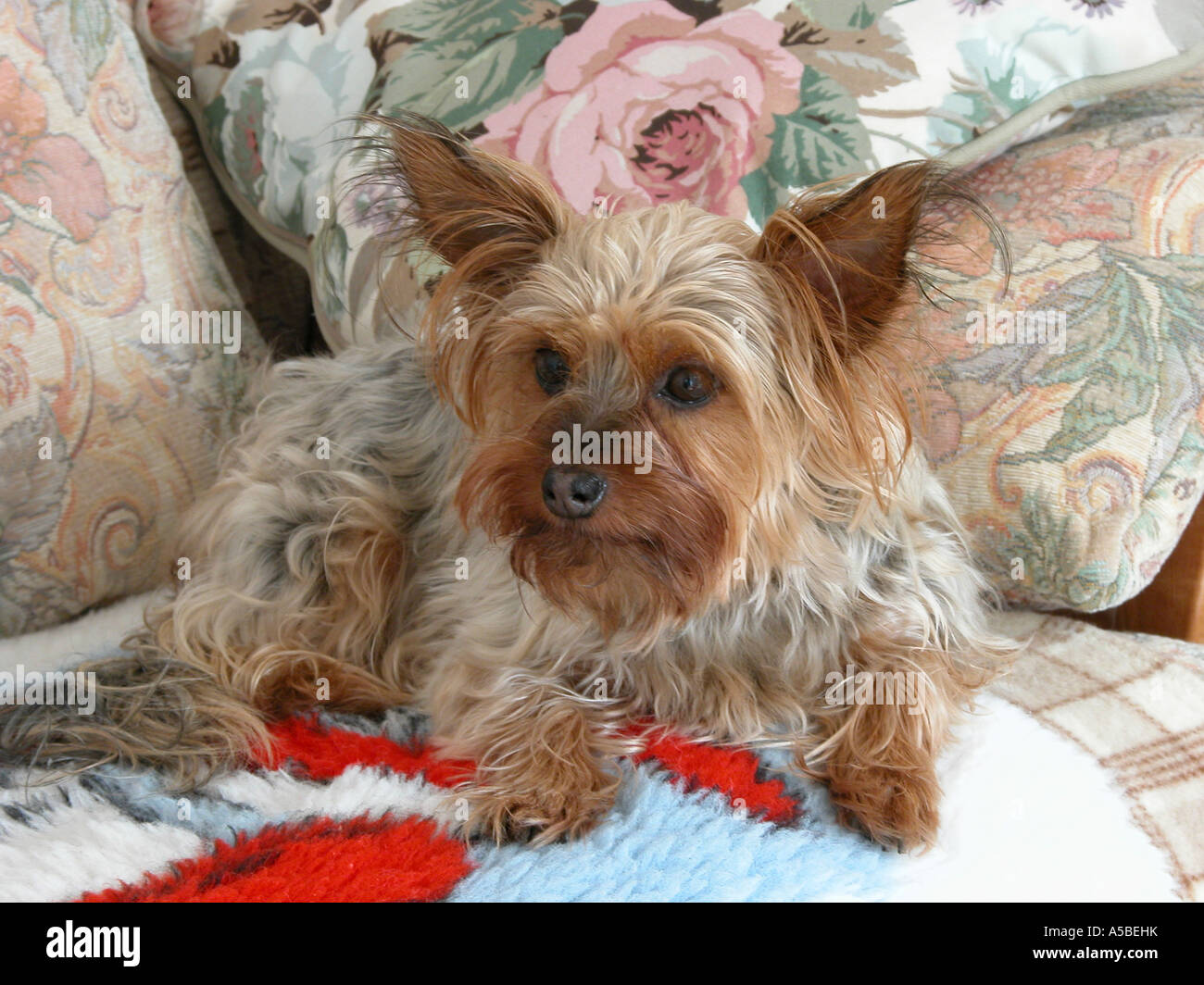 Yorkshire terrier looking cute Stock Photo
