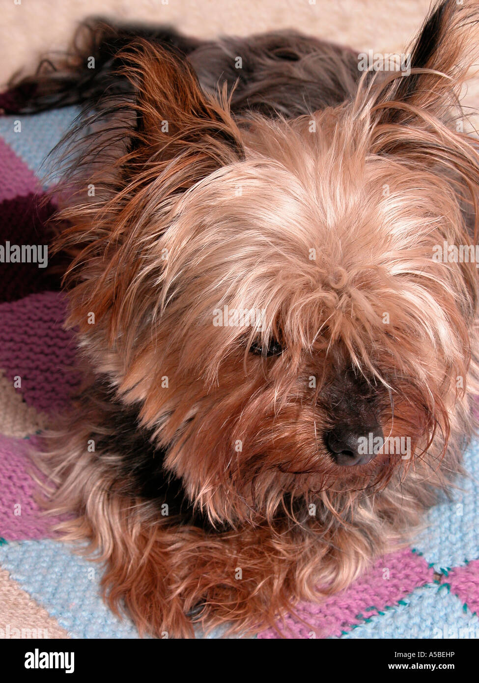 Yorkshire terrier looking cute laying on rugs Stock Photo