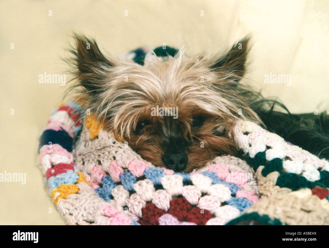 cute yorkshire terrier dog taking it easy and resting on a rug Stock Photo
