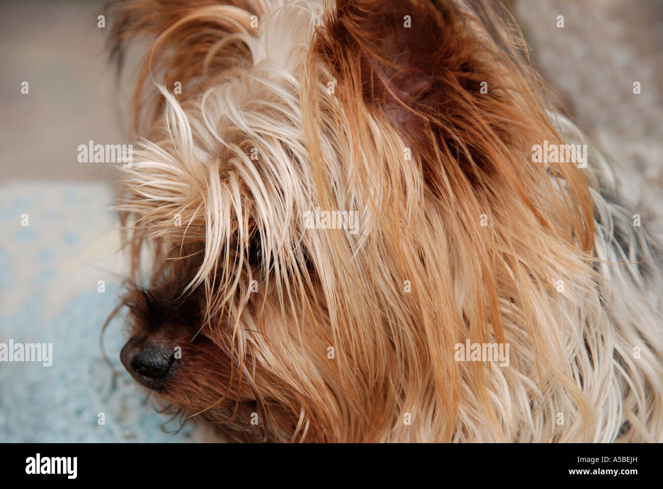 Yorkshire Terrier dog cute expression side view Stock Photo