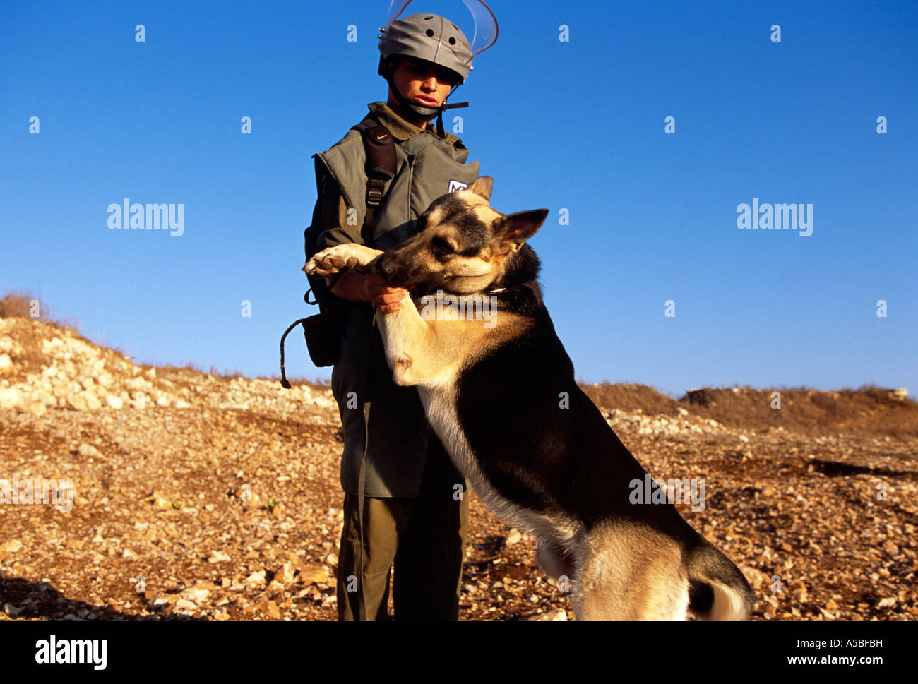 Military personnel training dog at landmine operation, Lebanon Stock Photo