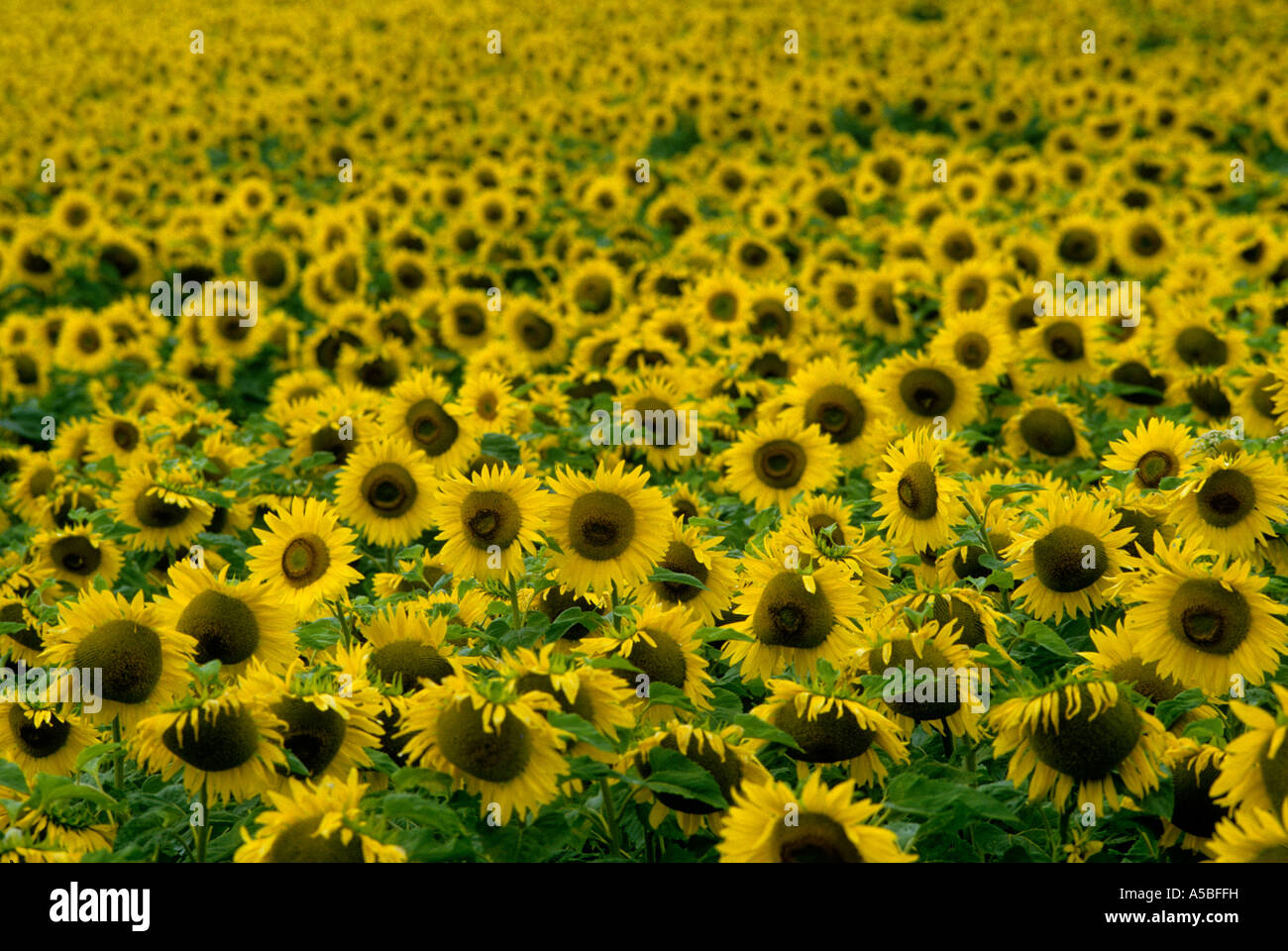 SUNFLOWERS A FIELD OF SUNFLOWERS ITALY Stock Photo - Alamy