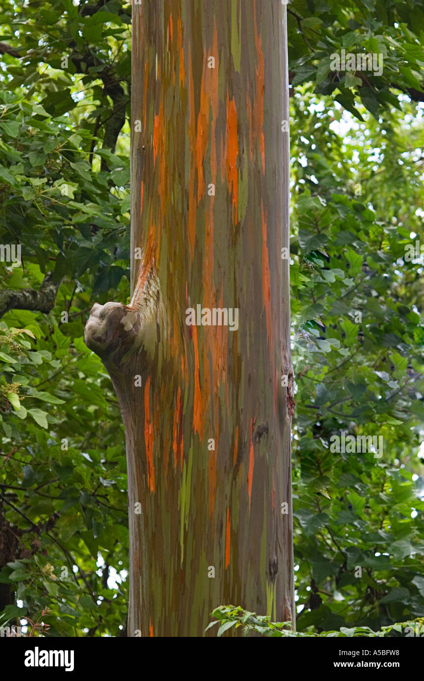 Eucalyptus deglupta rainbow eucalyptus Stock Photo Alamy