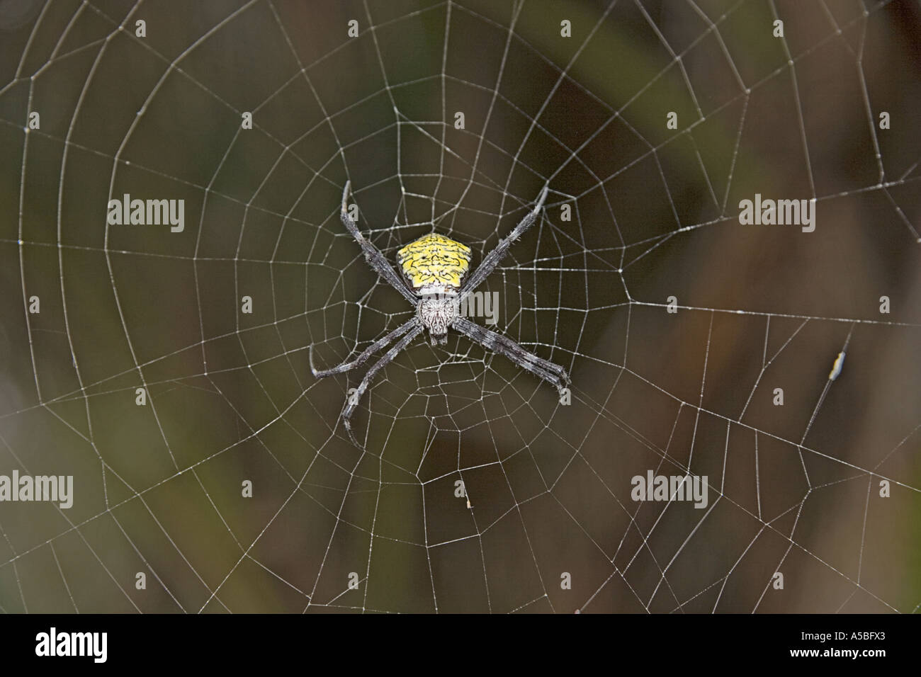 Spider Argiope appensa Kauai Hawaii Stock Photo Alamy