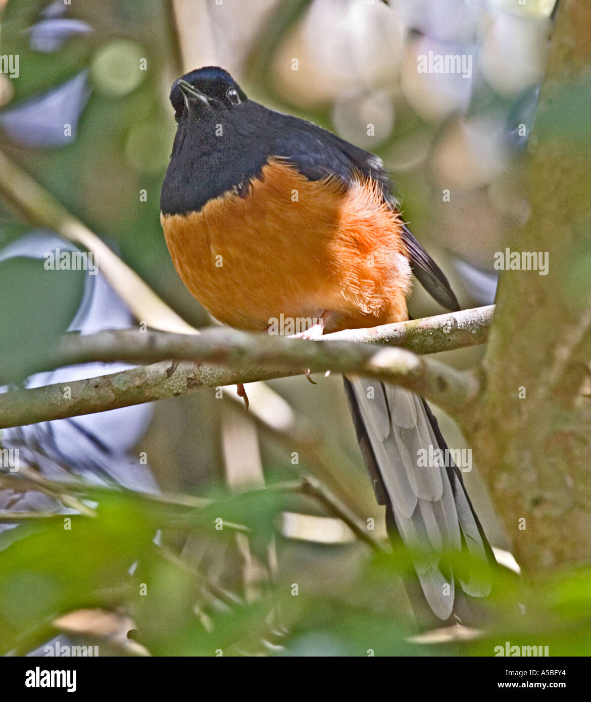 White rumped Shama Copsychus malabaricus Shama Thrush Stock Photo