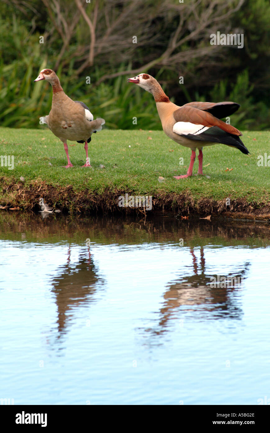 Kirstenbosch National Botanical Gardens Cape Town South Africa RSA Egyptian Geese on lake Stock Photo