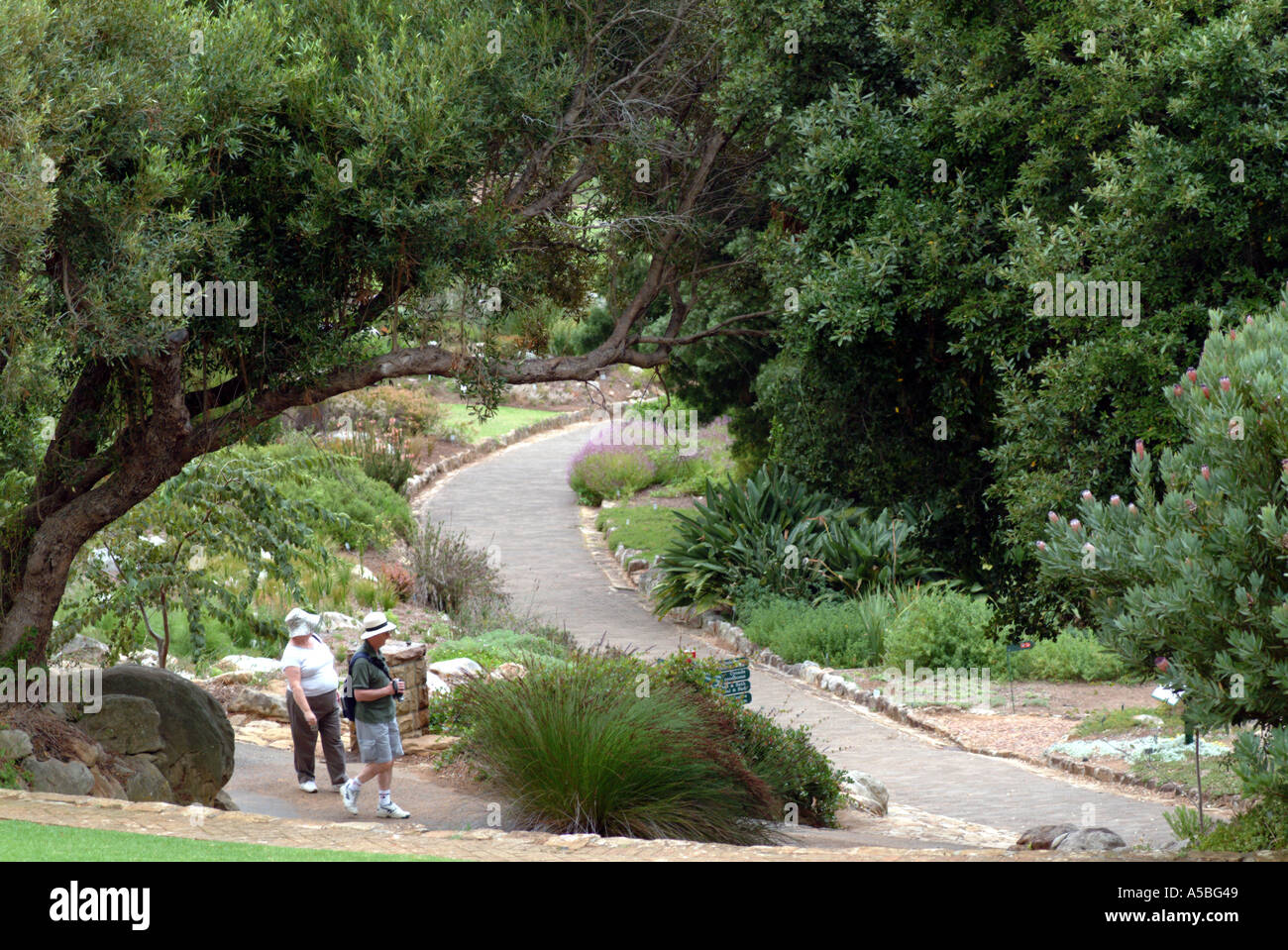 Kirstenbosch National Botanical Gardens Cape Town South Africa RSA tourists Stock Photo
