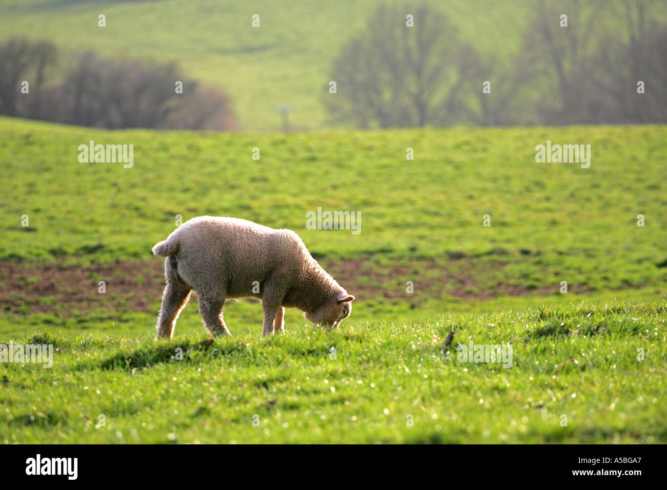Young sheep grazing in a lush green meadow on a farm in South Devon ...