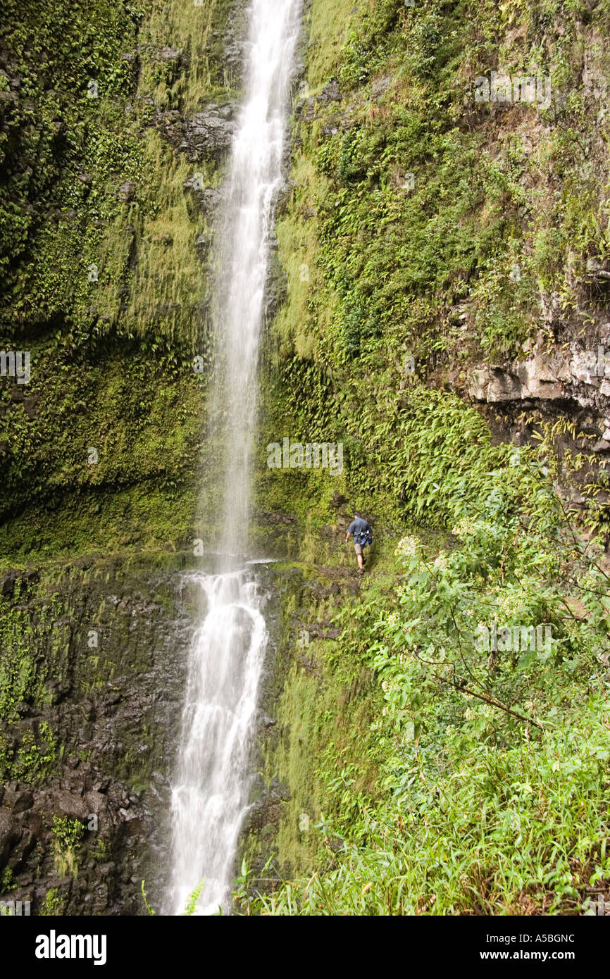Hawaii big island rainforest hi-res stock photography and images - Alamy