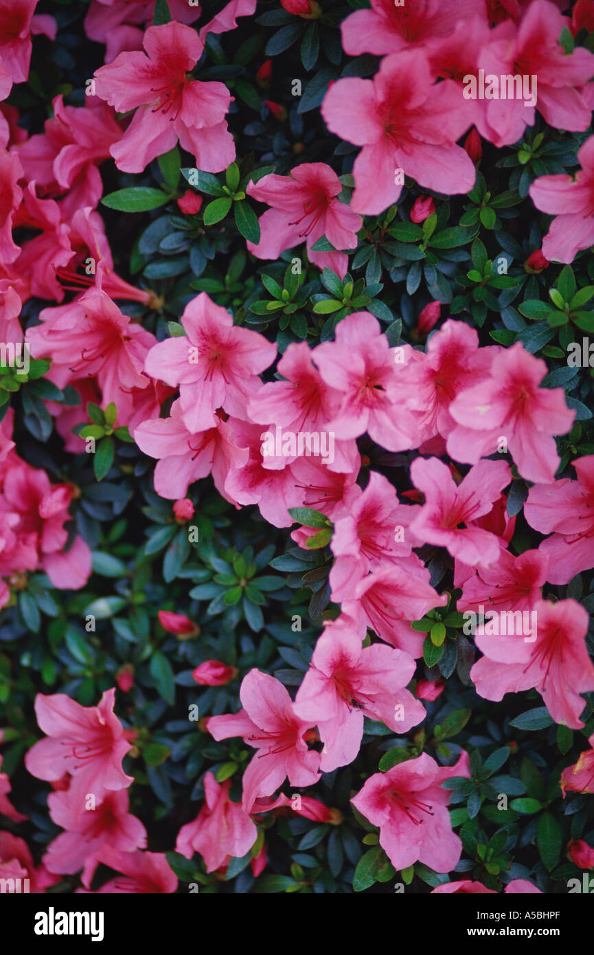 Pink Azalea Rhododendron simsii Stock Photo - Alamy