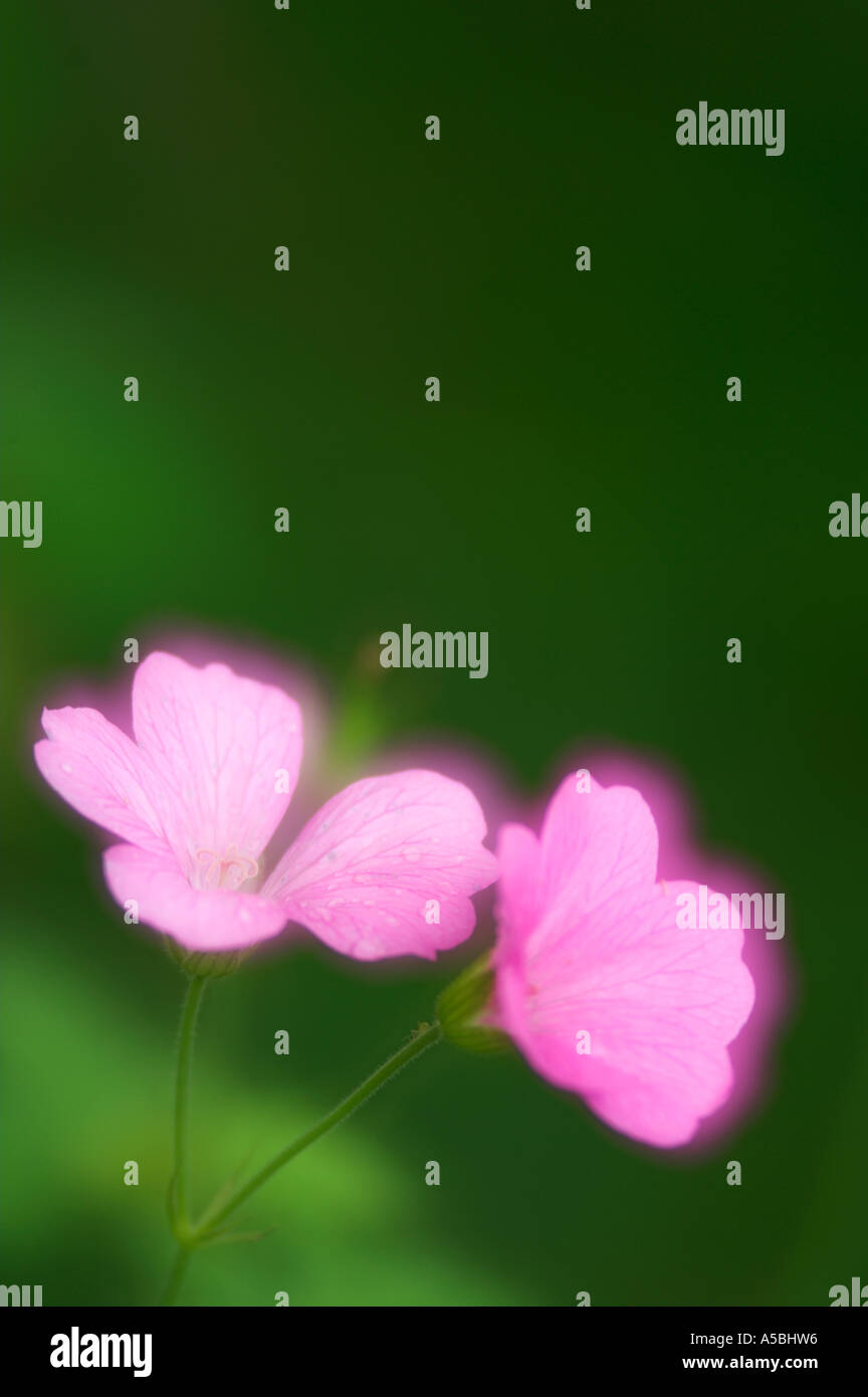 Abstract pink flowers hi-res stock photography and images - Alamy