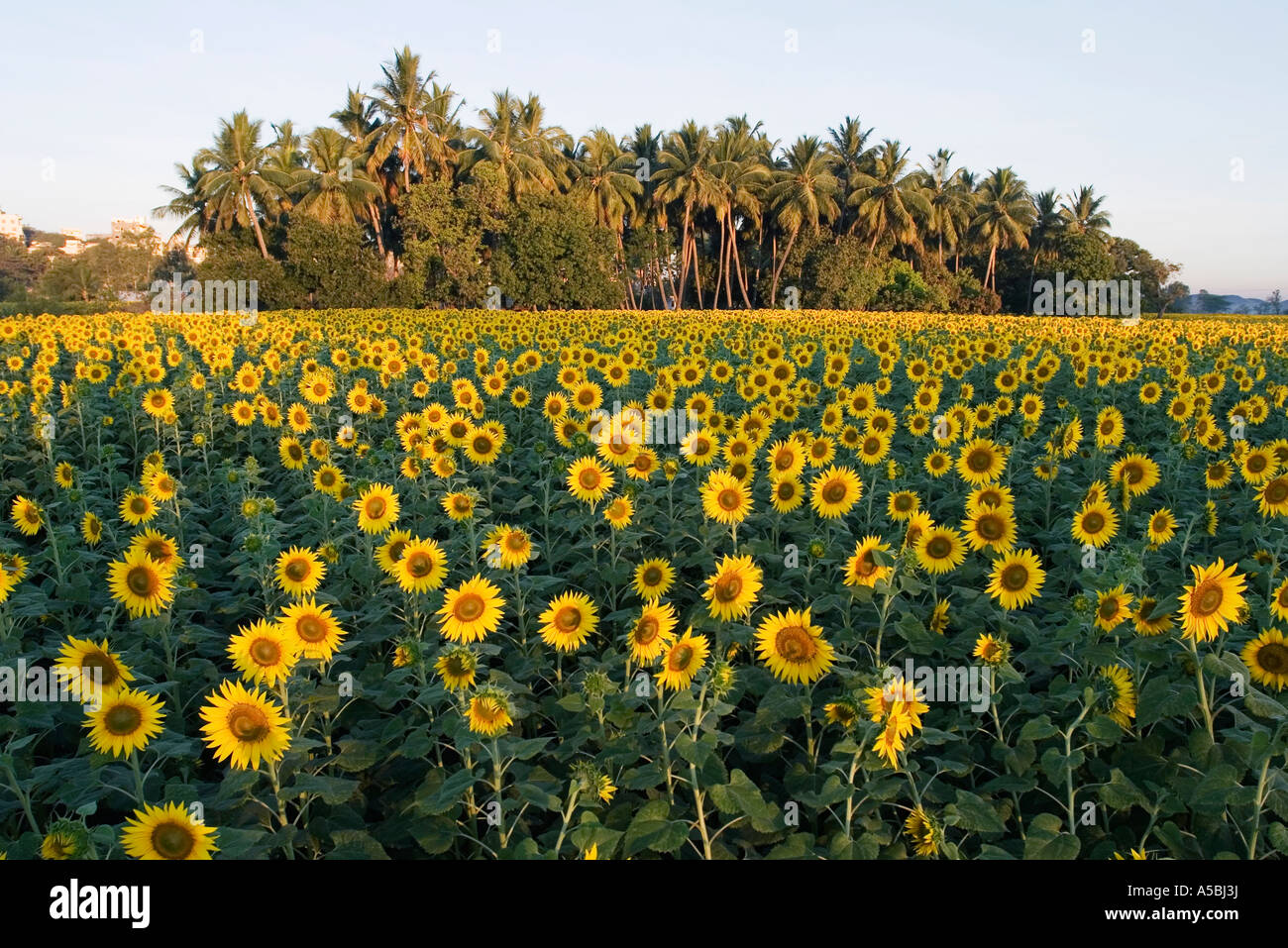 Cultivation of sunflowers in the Indian countryside, Andhra Pradesh, India Stock Photo