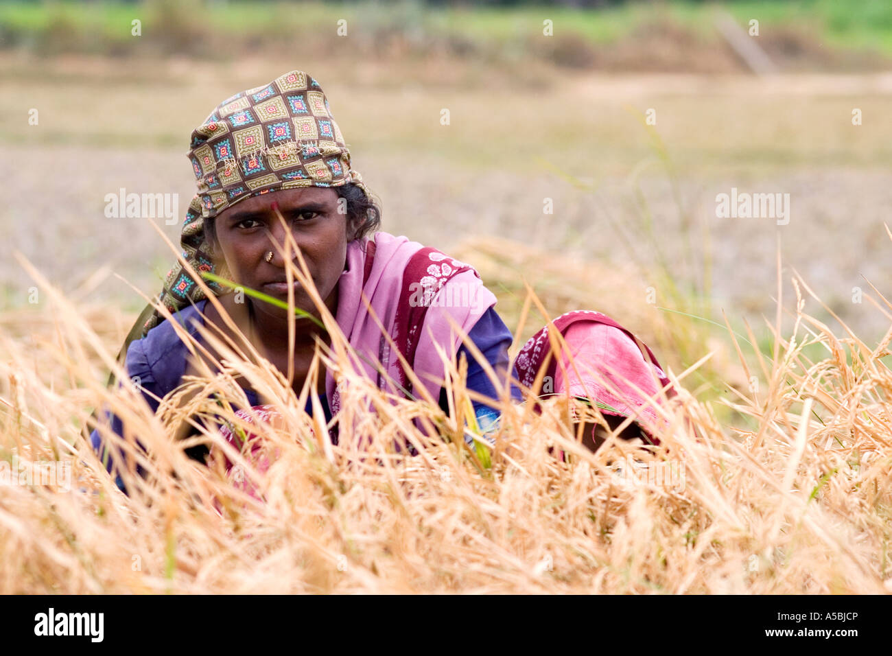 Farm labourer hires stock photography and images Alamy