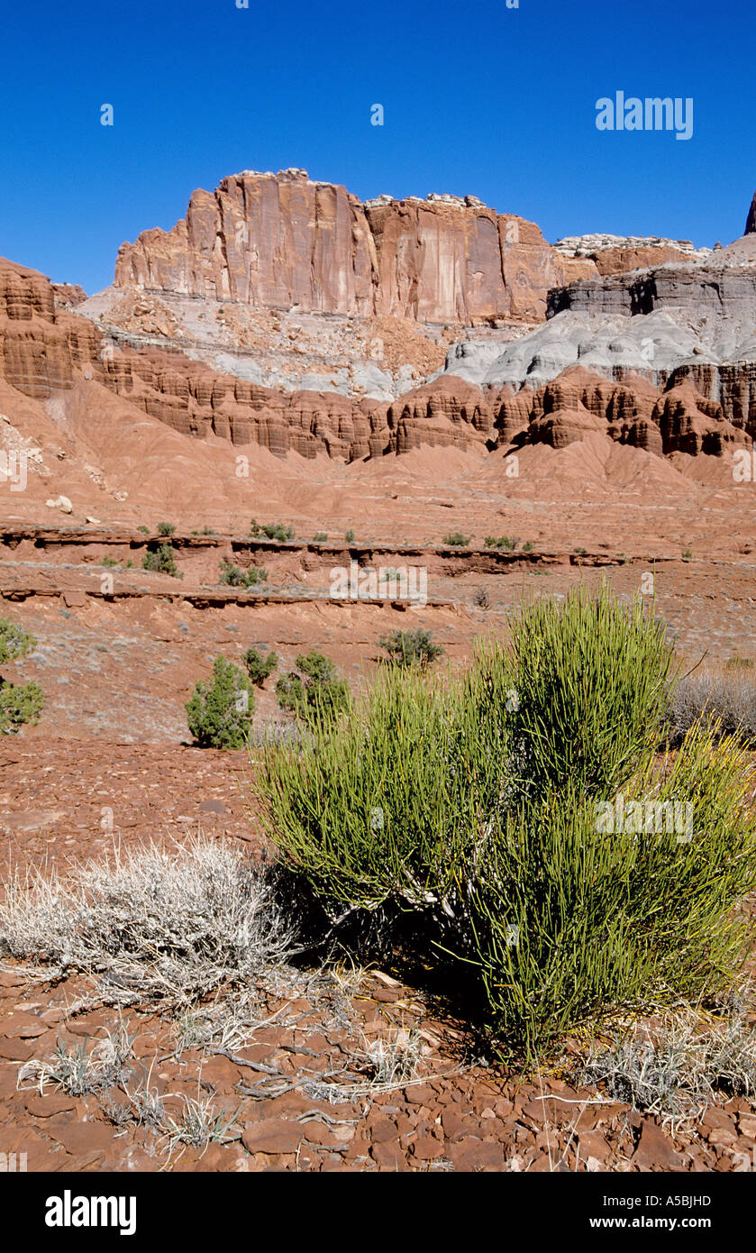 Tumbleweed in the desert. Utah, USA Stock Photo Alamy