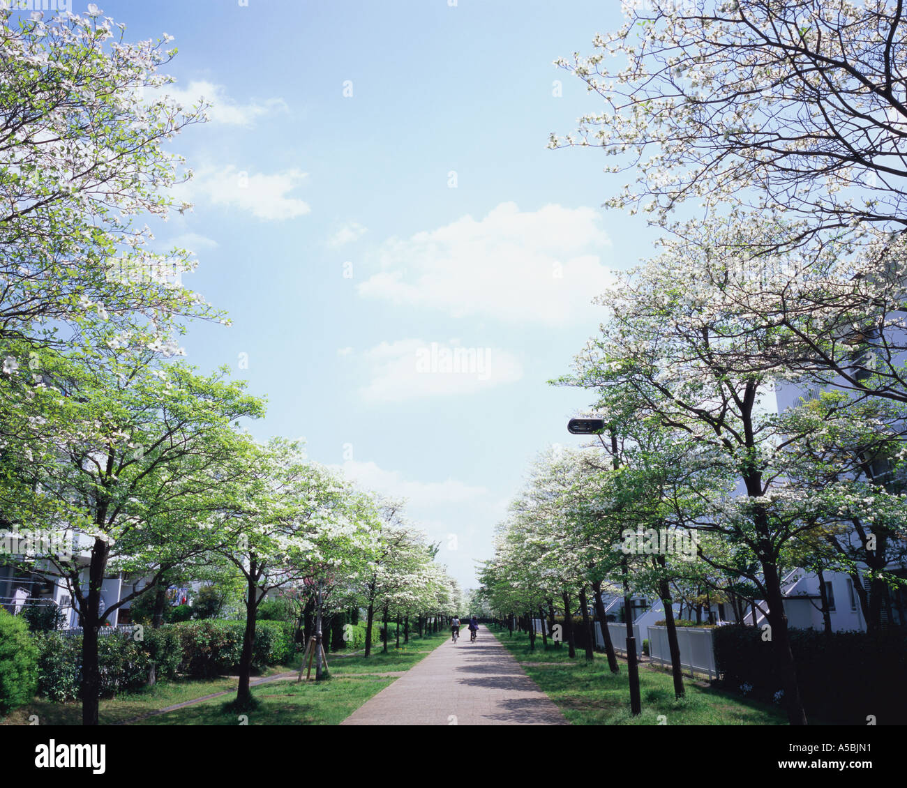 Residential district in Japan Stock Photo Alamy