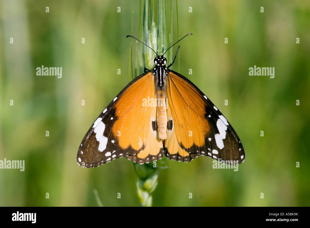 Danaus chrysippus. Single plain tiger butterfly in the indian countryside. India Stock Photo