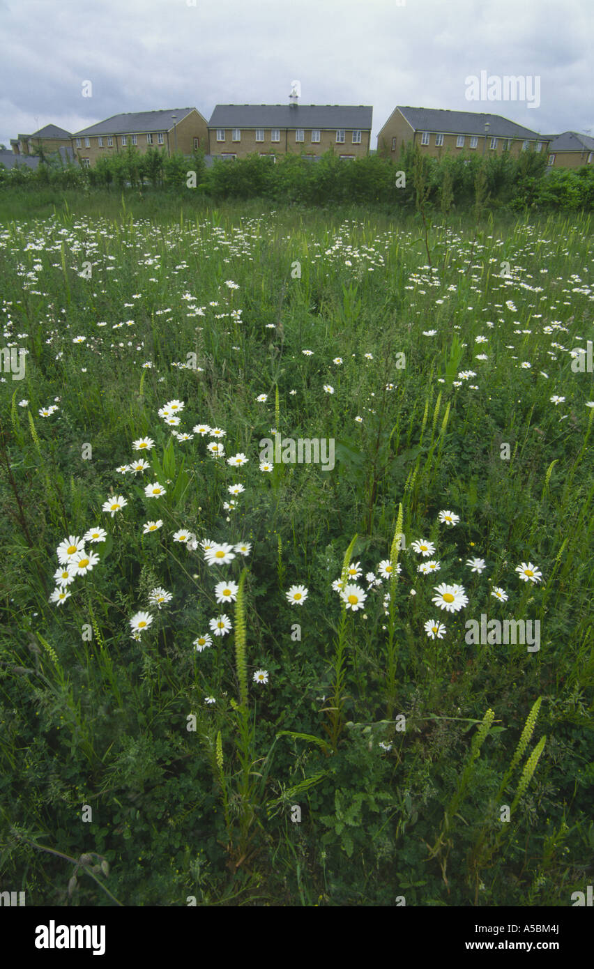 Houses on Enfield Island Village housing estate, Enfield, Middlesex, UK