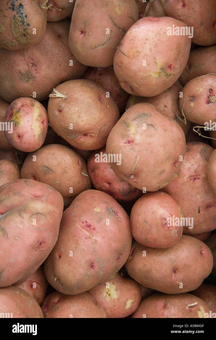 Red skinned potatoes Stock Photo Alamy