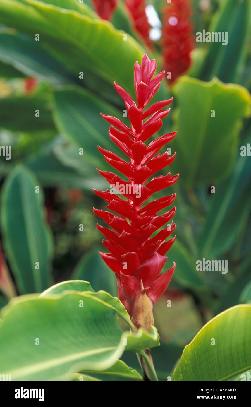 Red torch ginger flowers Kauai Hawaii Stock Photo