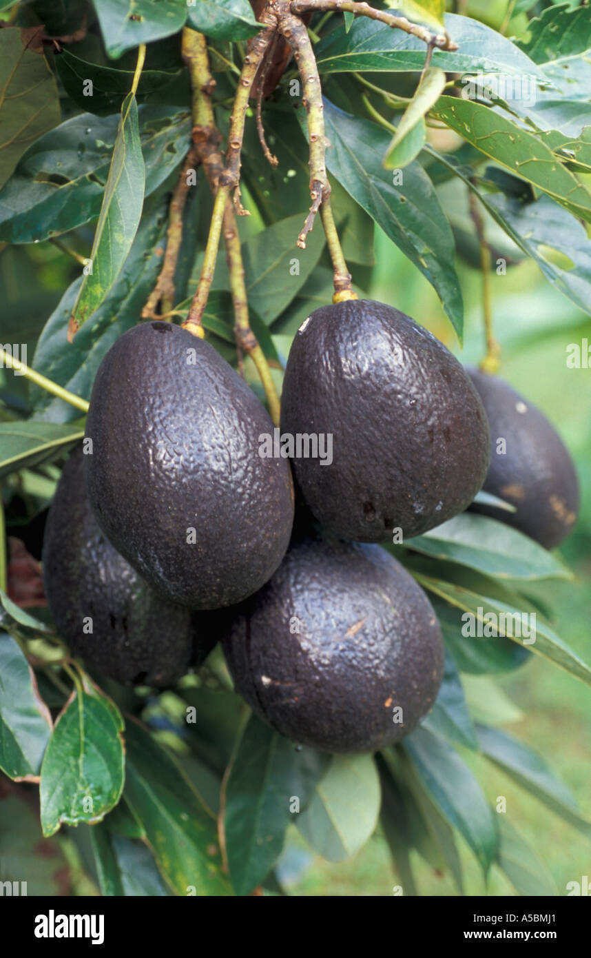 Avocados Kauai Hawaii Stock Photo