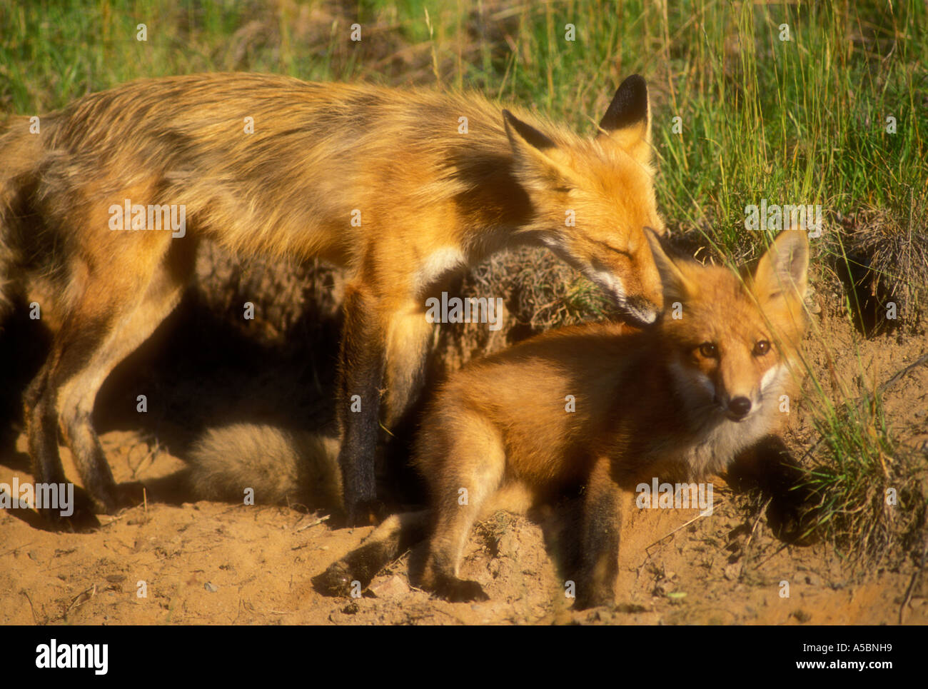 Red fox (Vulpes vulpes ) Adult fox grooming juvenile kit near den Killarney Provincial Park Ontario Stock Photo