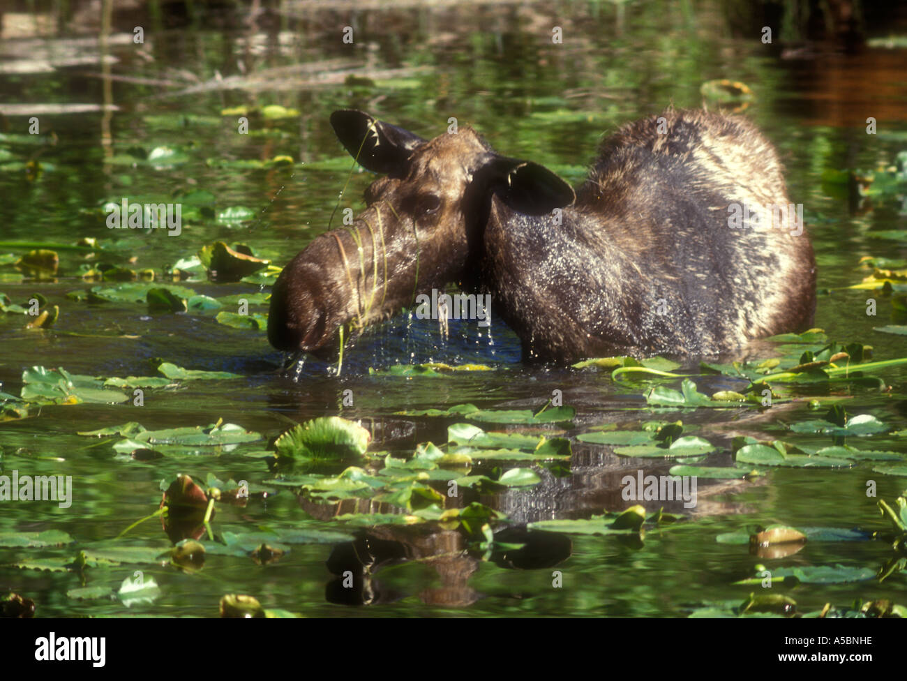 Moose eating plants hires stock photography and images Alamy