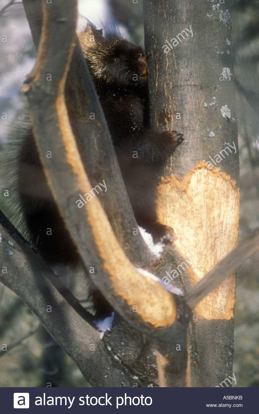 Porcupine Damage Stock Photos & Porcupine Damage Stock Images Alamy