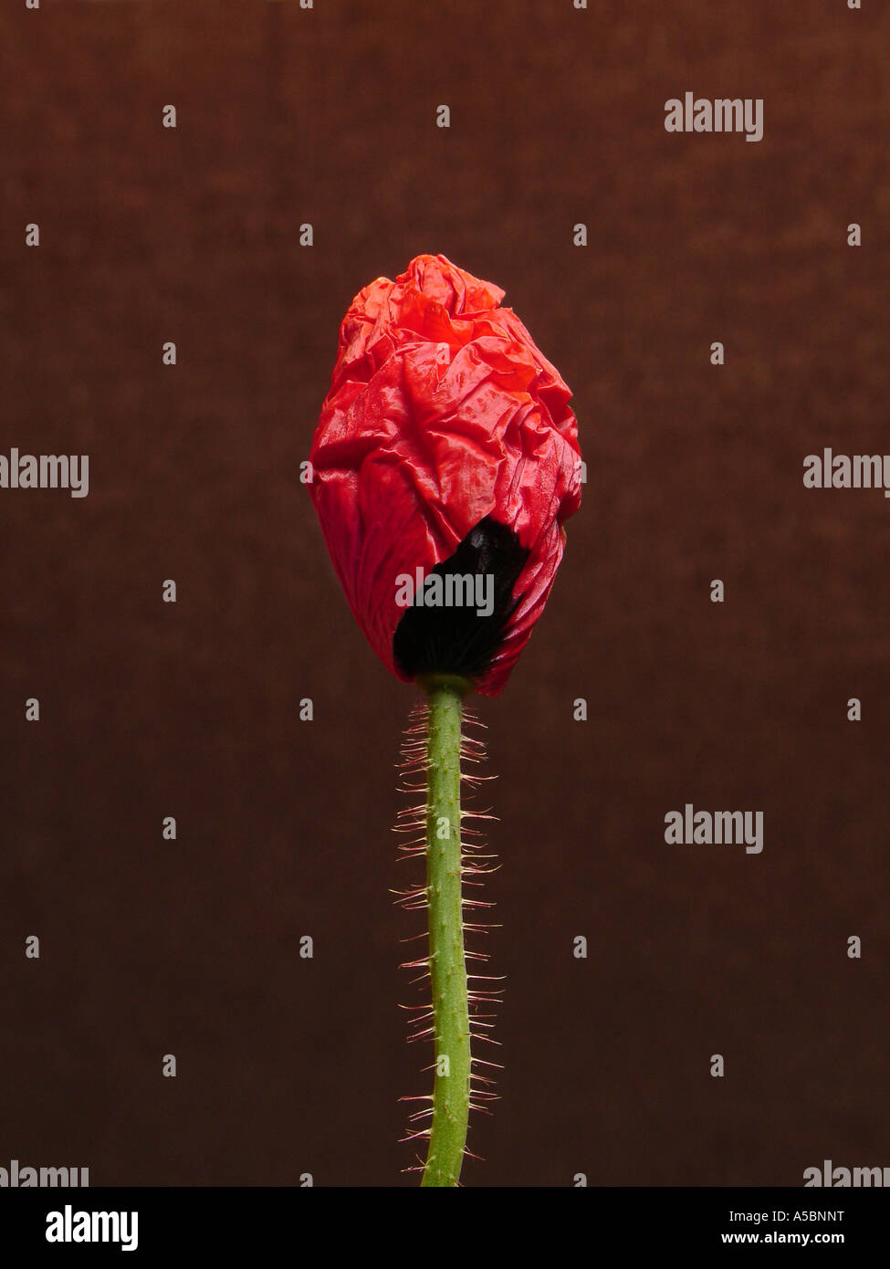 Slender poppy plant hi-res stock photography and images - Alamy