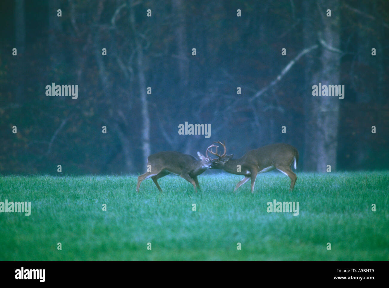White-tailed deer (Odocoileus virginianus) Six point bucks sparring during rutting season Great Smoky Mountains, National Parks, Tennessee Stock Photo