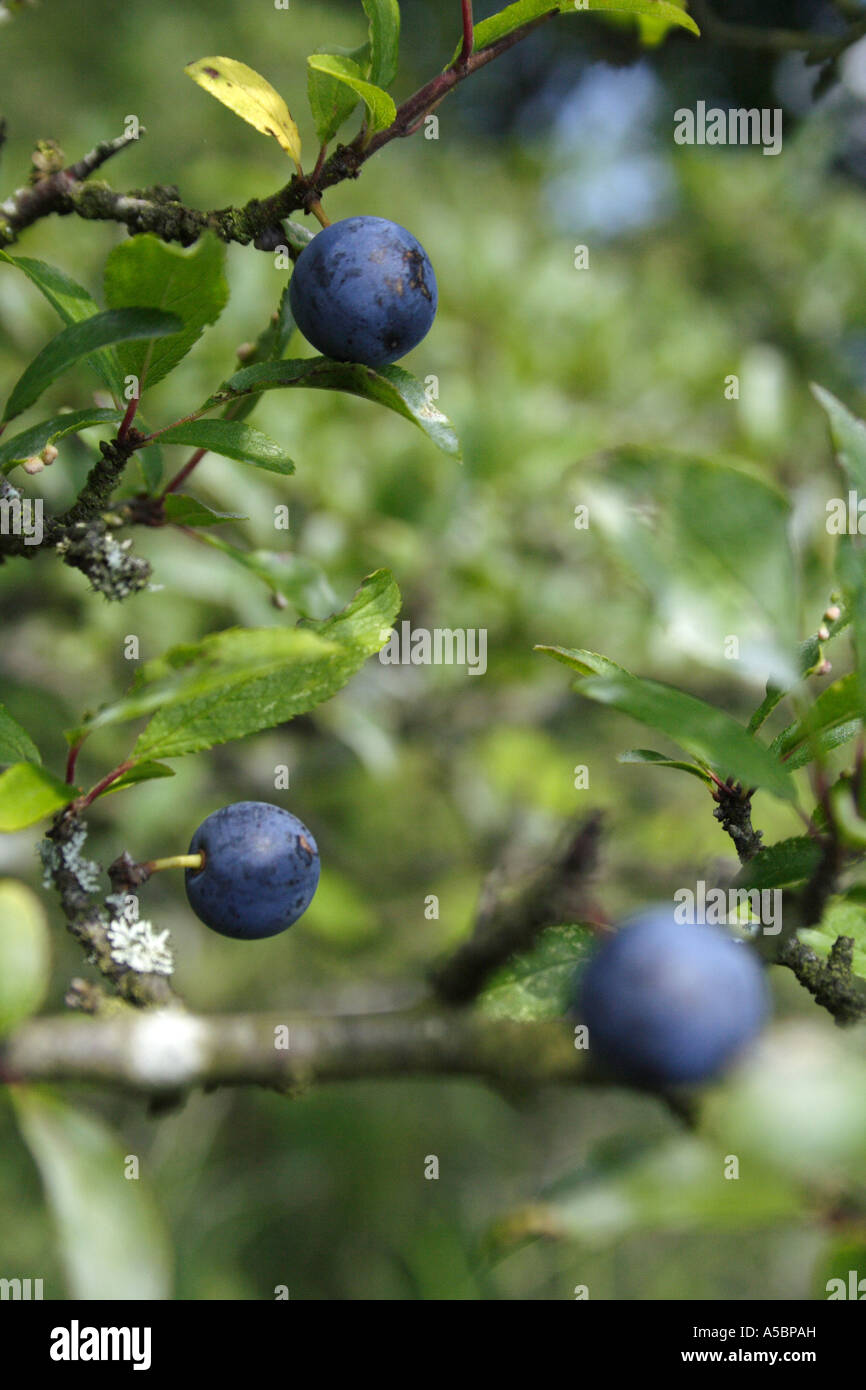 Wild sloe berries in the New Forest Stock Photo Alamy