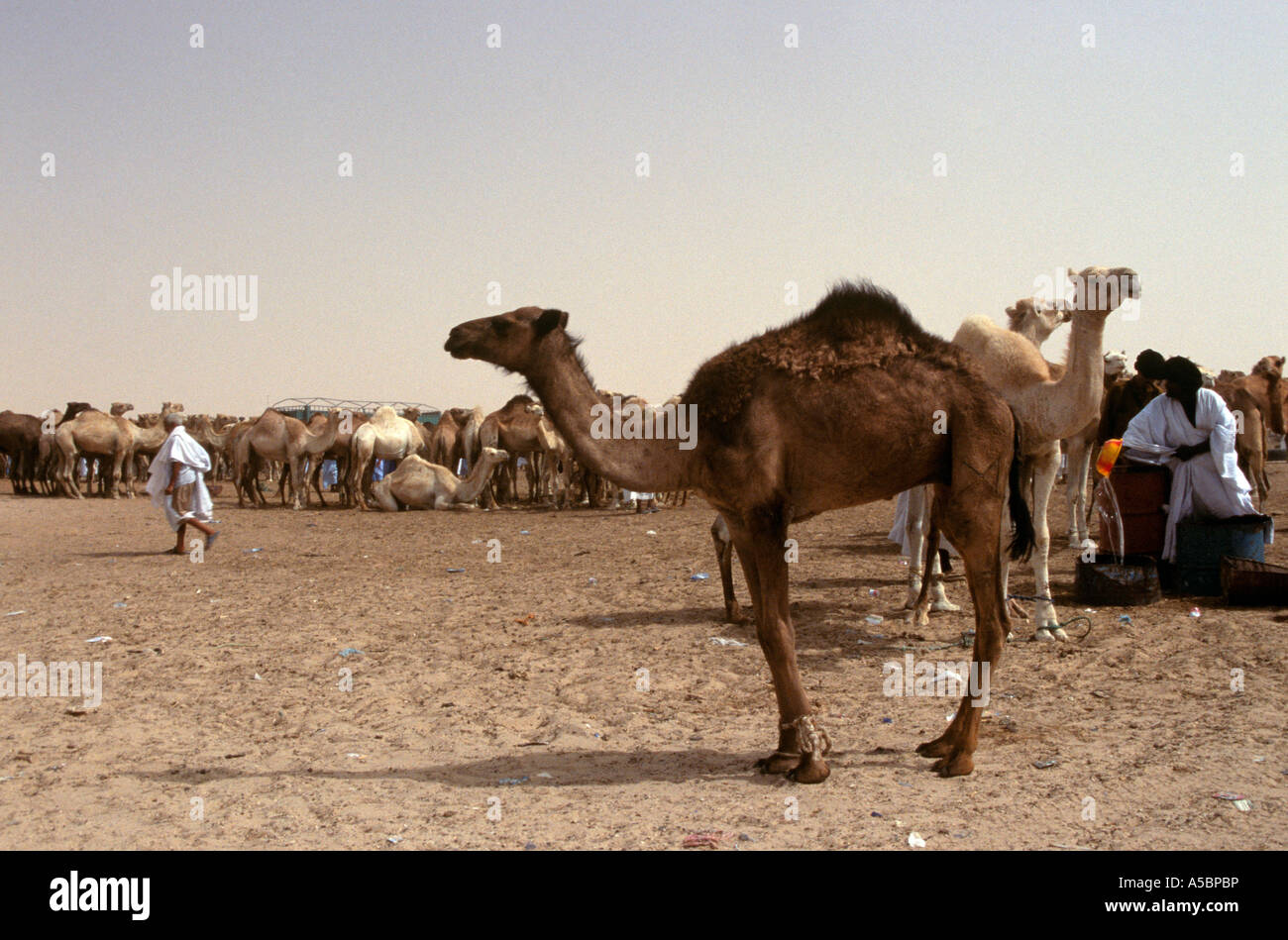 Traders at camel market, Nouakchott, Mauritania Stock Photo