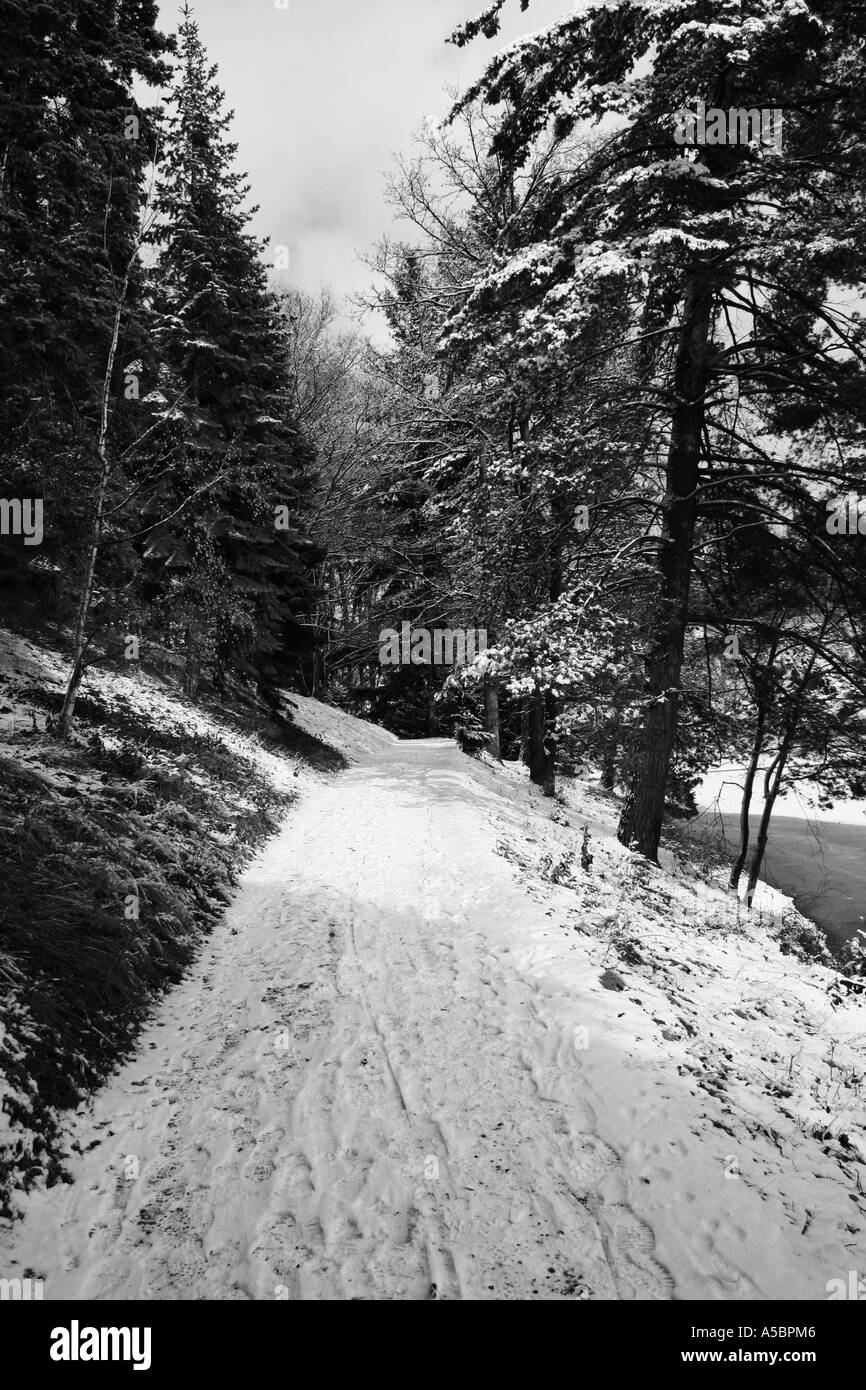Forest serenity path Black and White Stock Photos & Images - Alamy