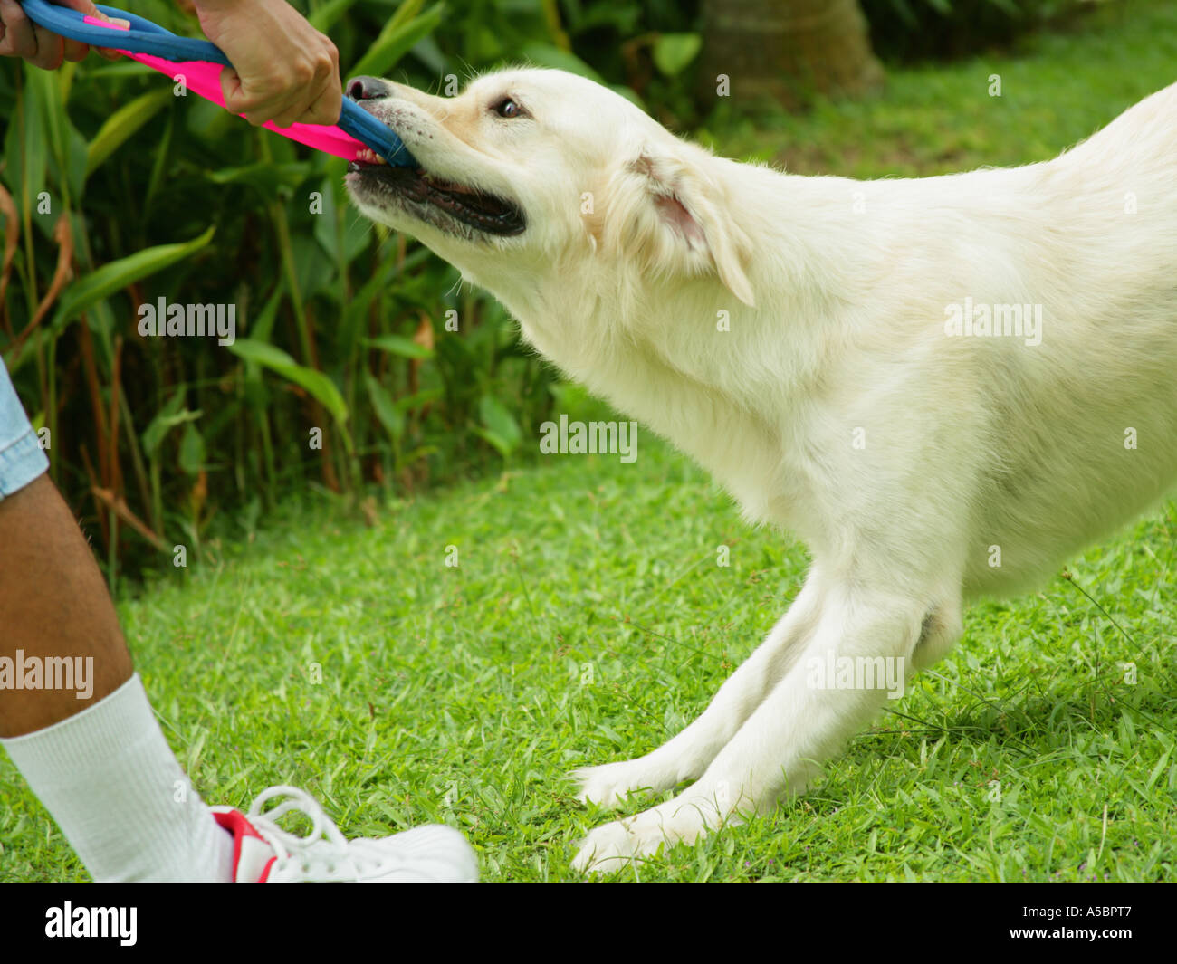Side profile of a dog pulling a toy from a man's hand Stock Photo Alamy