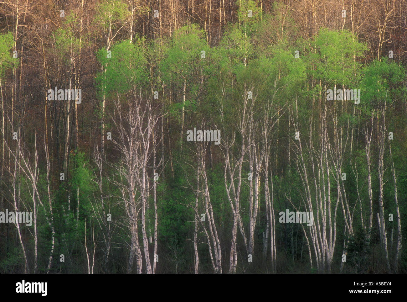 Hillside of birch and aspen with emerging foliage, Espanola Ontario