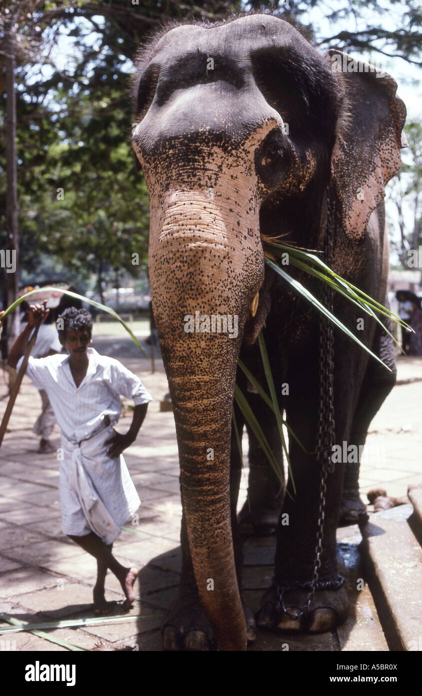 Sri lanka elephant keeper hi-res stock photography and images - Alamy