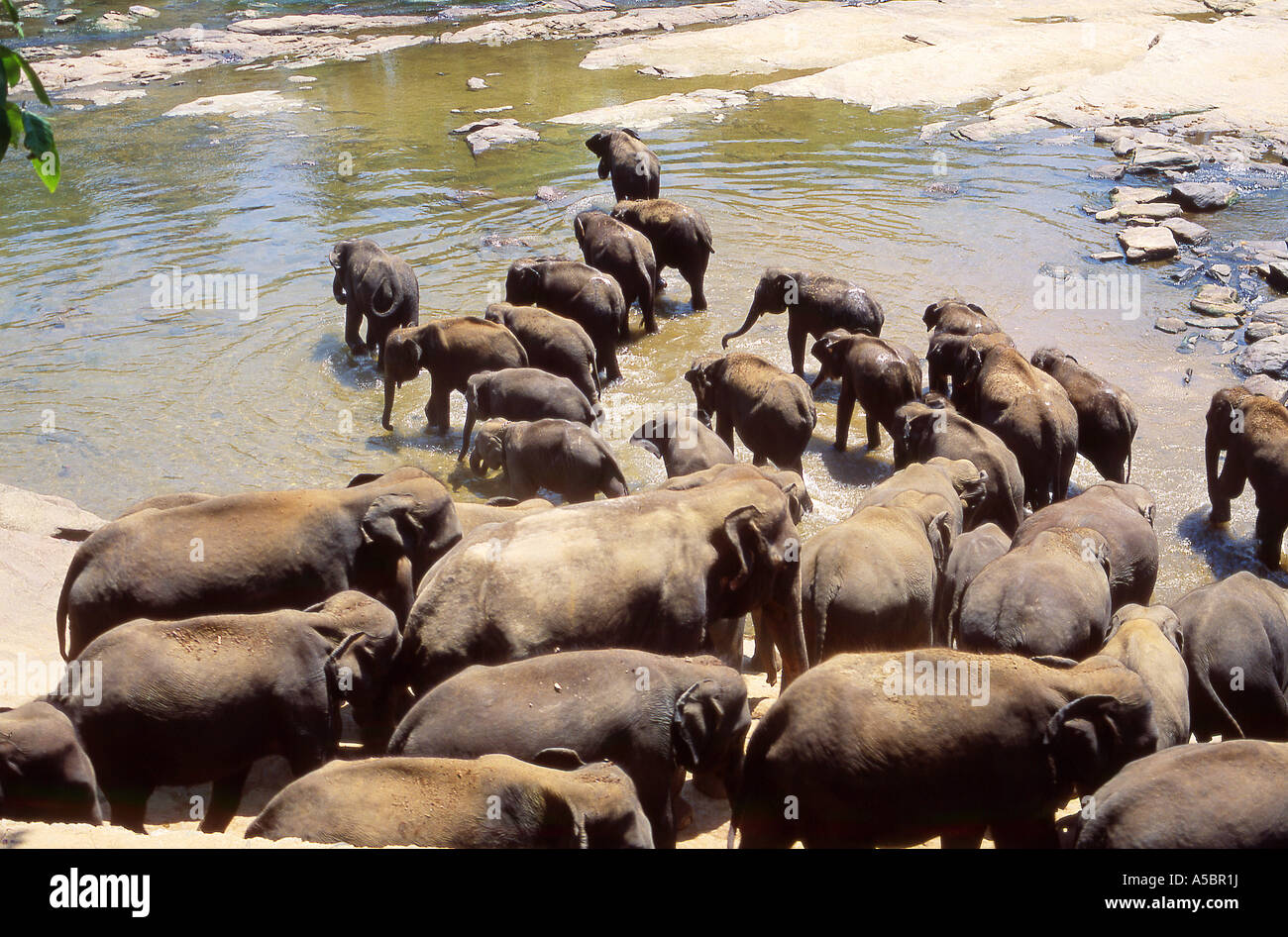 Elephant herd Pinawala elephant orphanage Sri Lanka Stock Photo