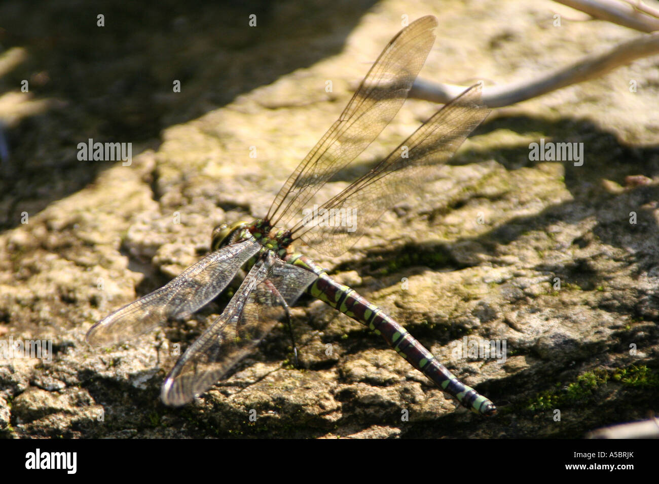 Dragonfly resting on rock by pond Stock Photo - Alamy